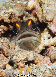 Bright eyed jaw fish by Marylin Batt 